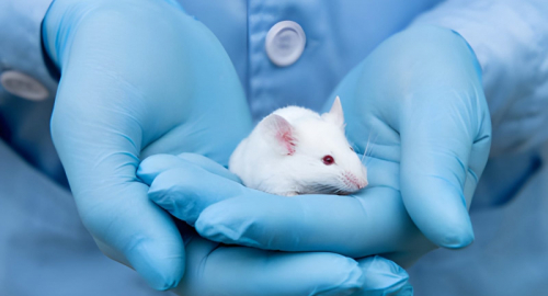 Muscolo artificiale che si contrae da solo: nei topi imita l�esercizio